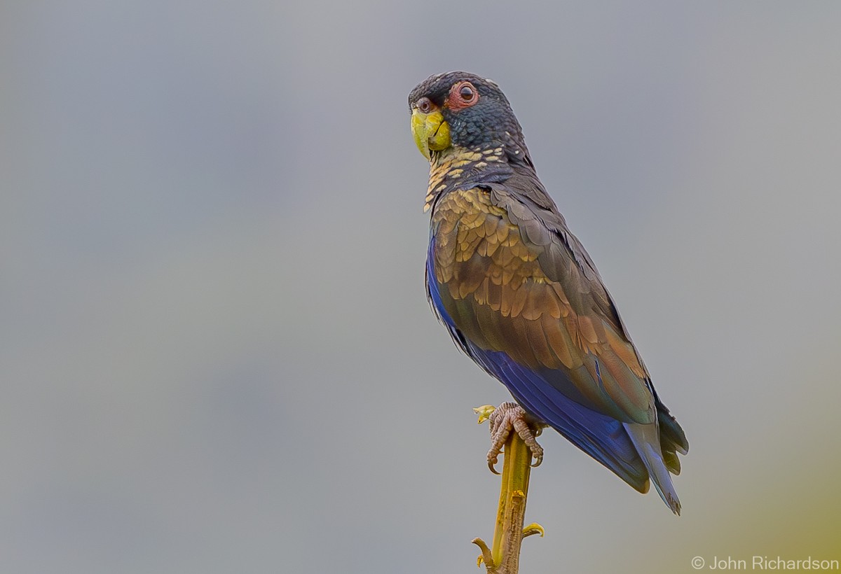 Bronze-winged Parrot - ML616283139