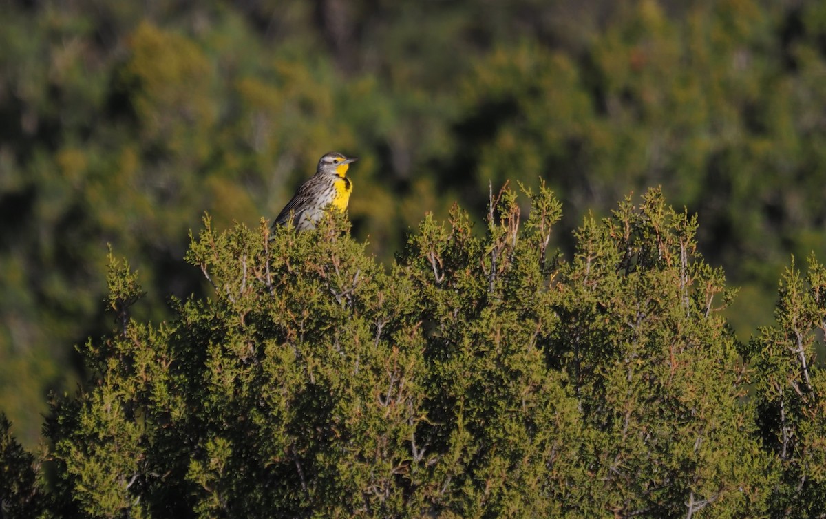 Western Meadowlark - Cheryl/Jeff Heikoop