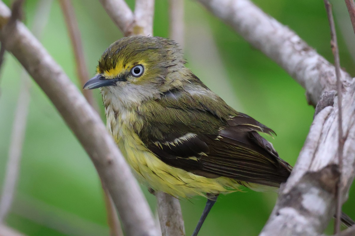 White-eyed Vireo - ML616283152