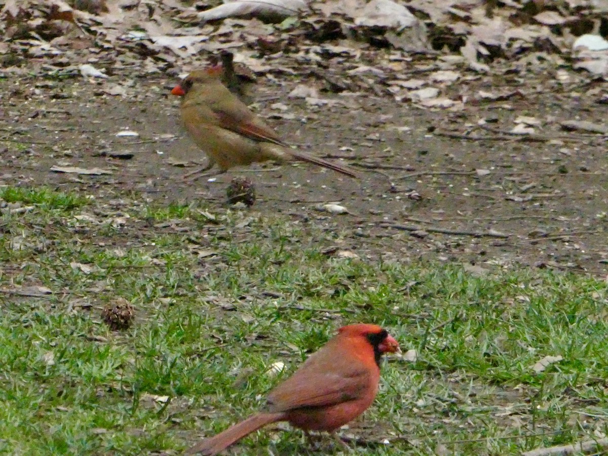 Northern Cardinal - ML616283333