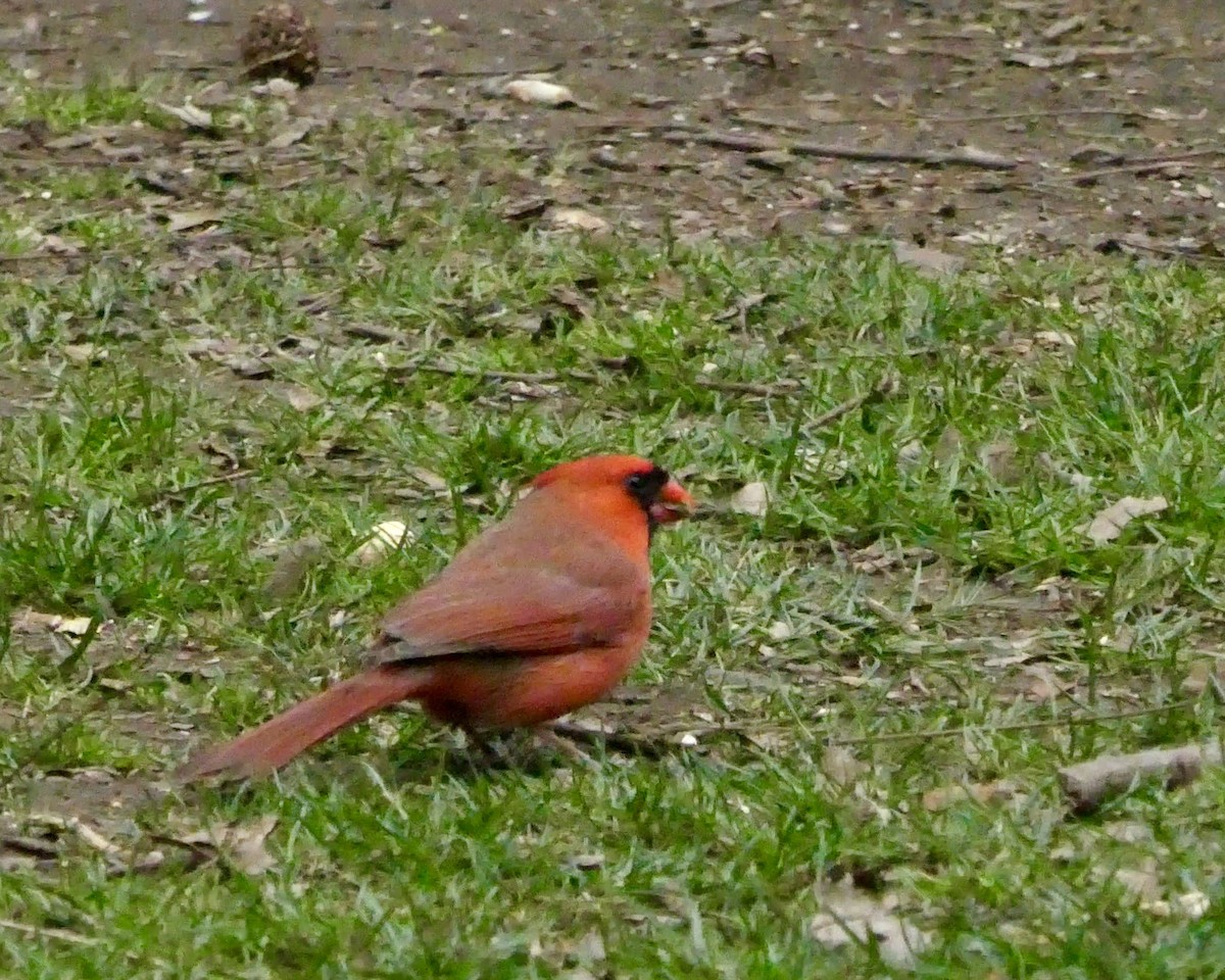 Northern Cardinal - ML616283334