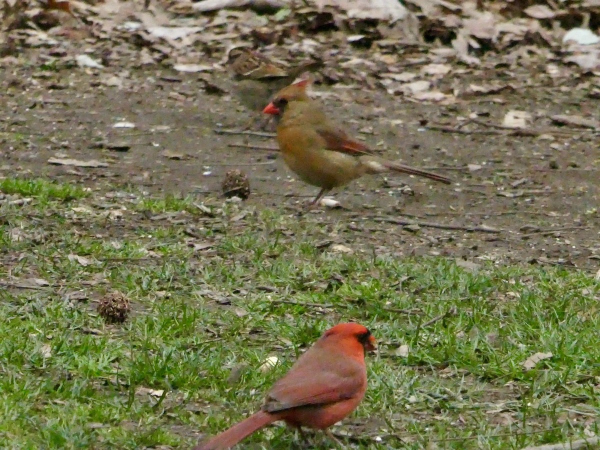 Northern Cardinal - ML616283335