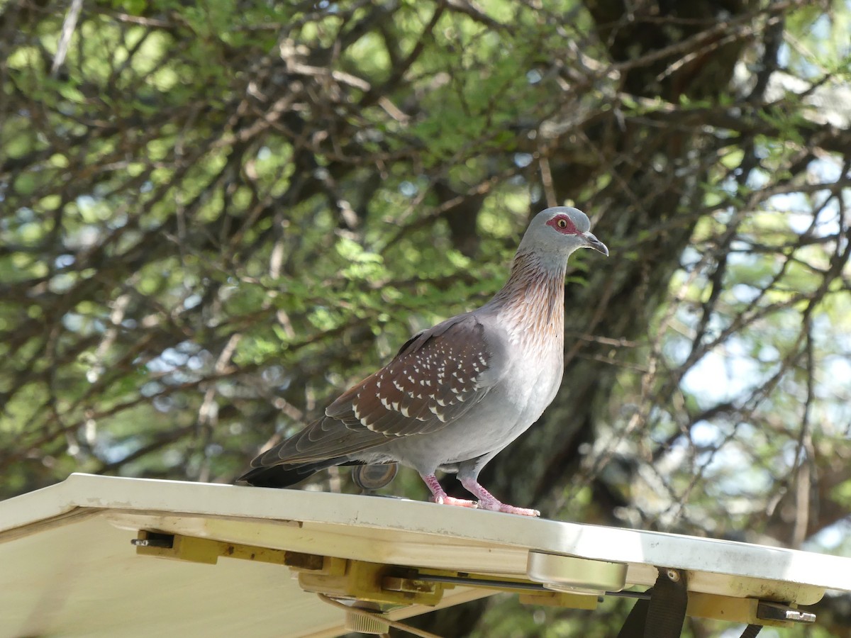 Speckled Pigeon - Guy RUFRAY