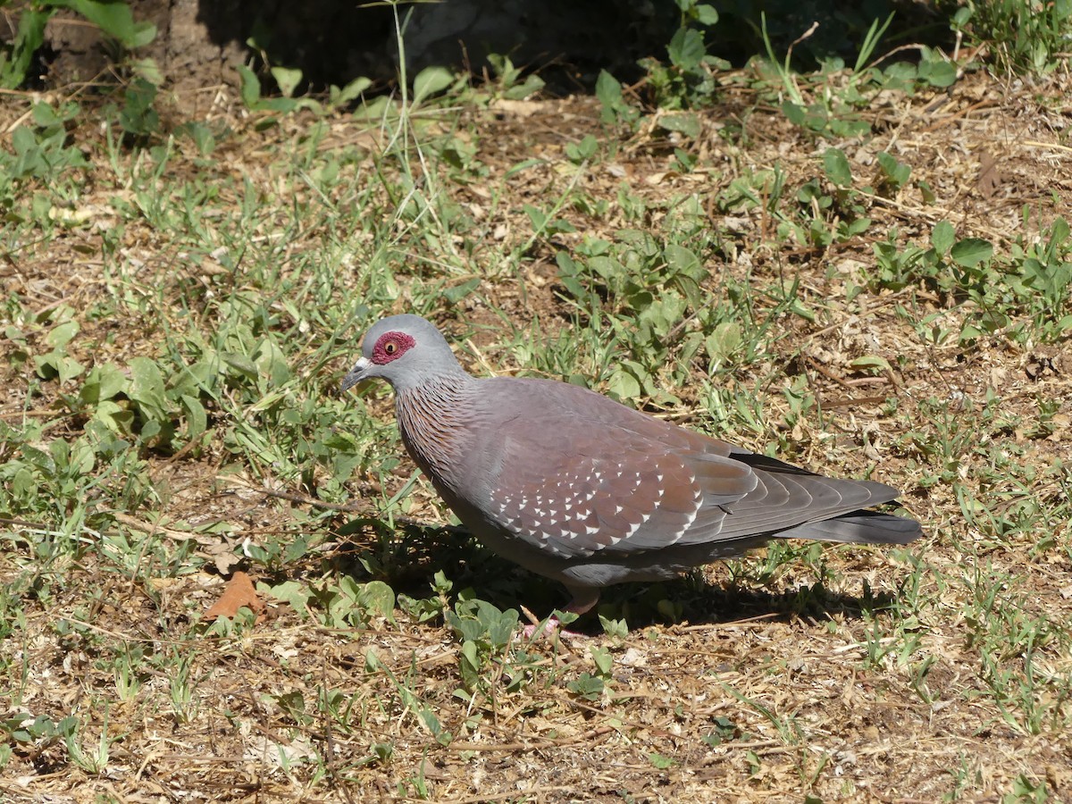 Speckled Pigeon - Guy RUFRAY