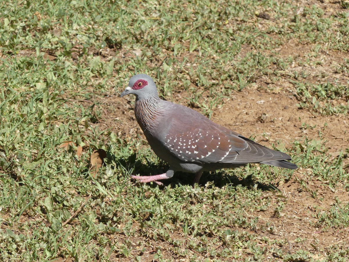 Speckled Pigeon - Guy RUFRAY