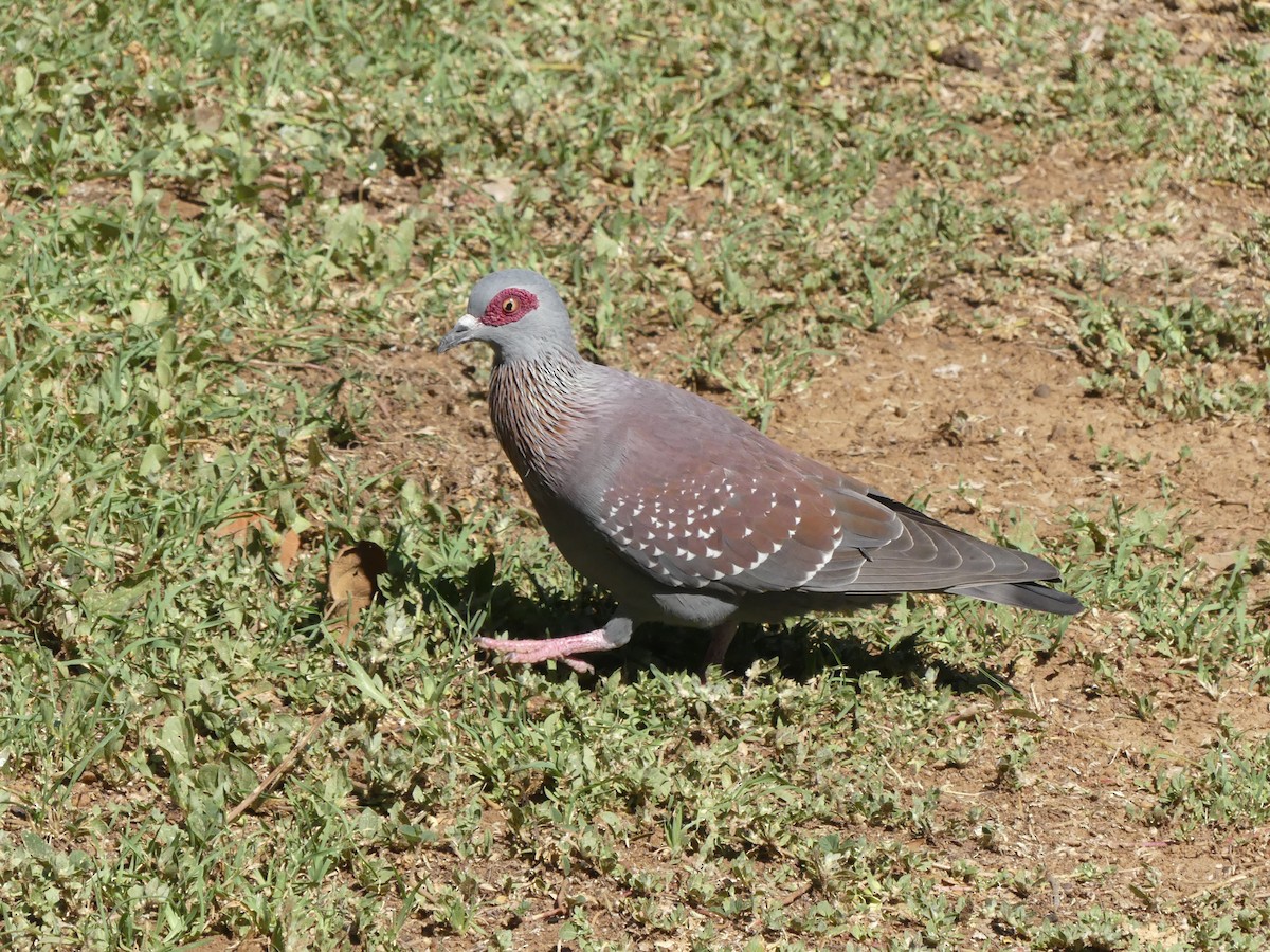 Paloma de Guinea - ML616283341