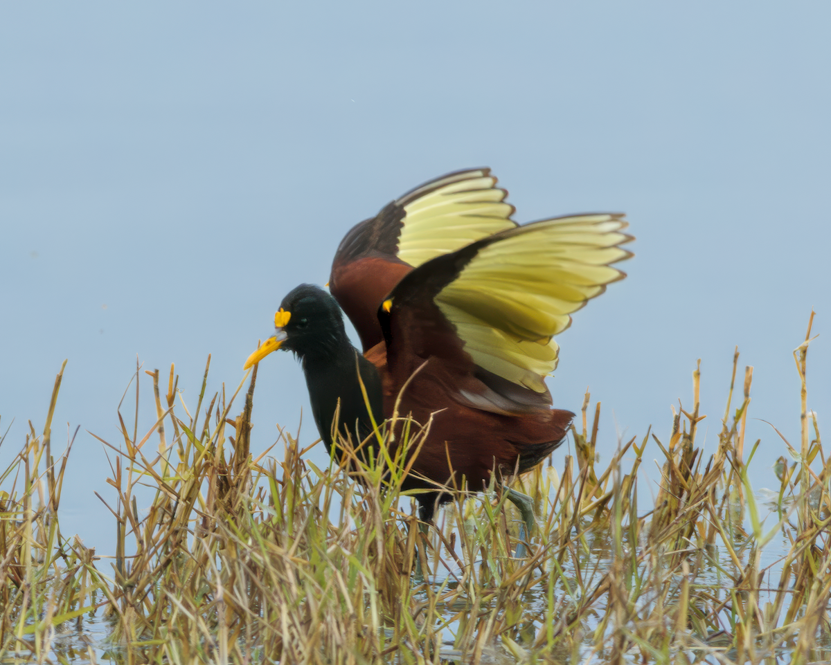 Jacana du Mexique - ML616283378