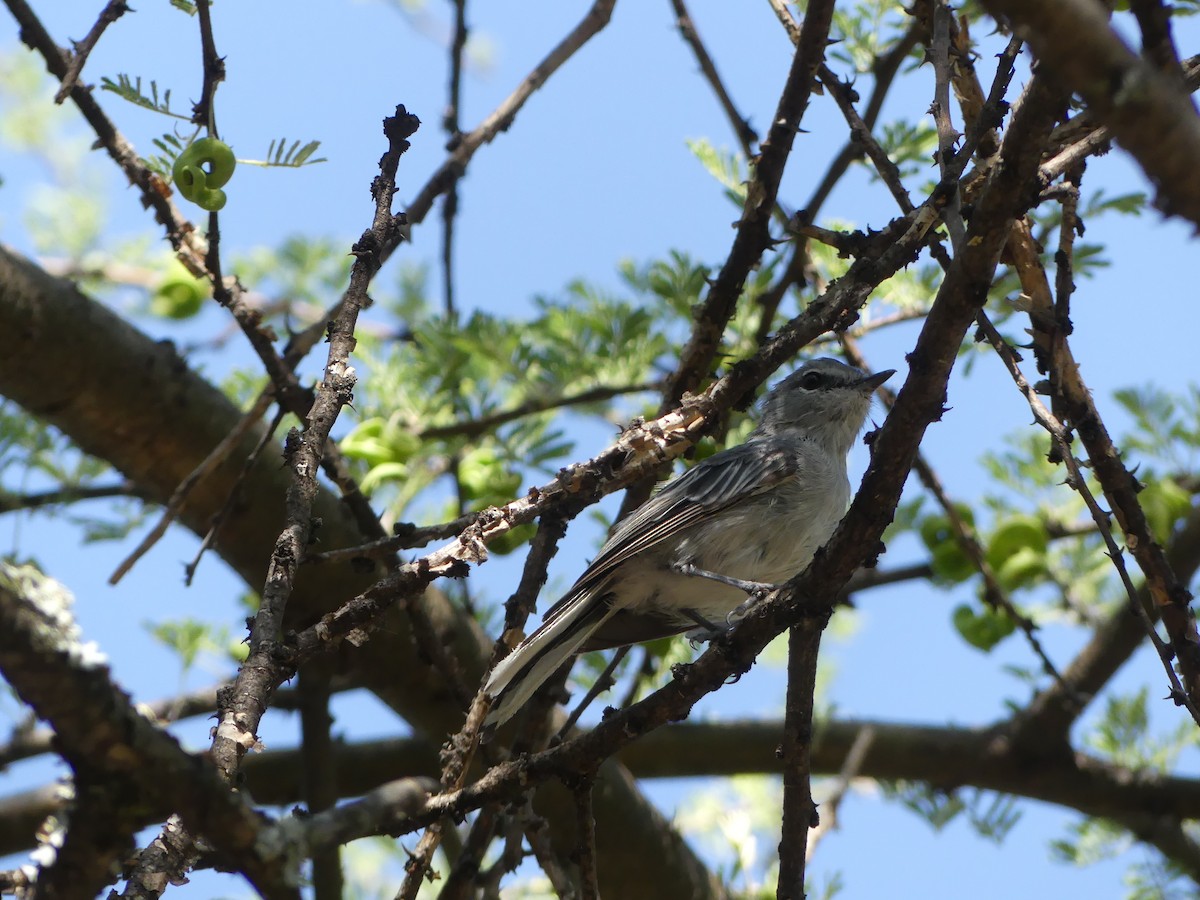 Gray Tit-Flycatcher - Guy RUFRAY