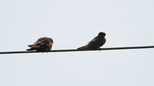 Dusky Crag-Martin - ML616283422