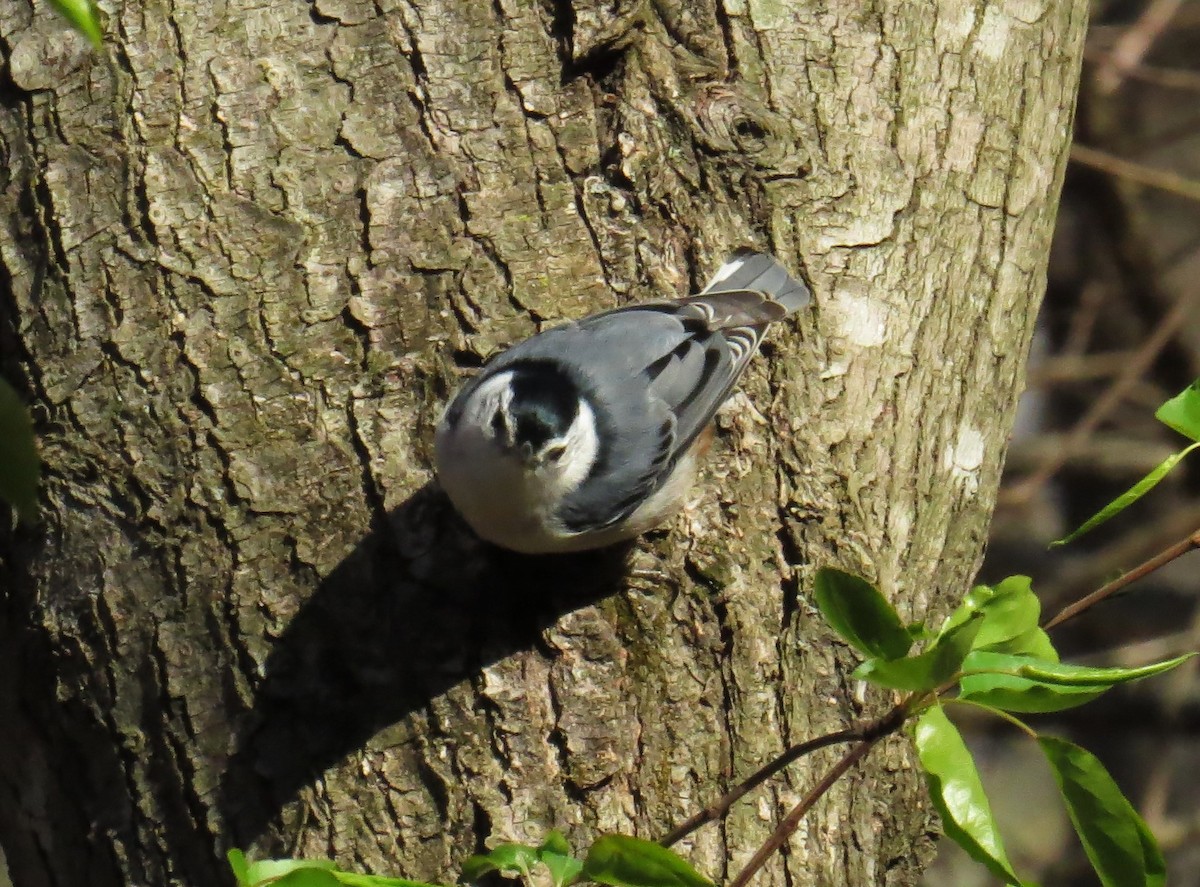 White-breasted Nuthatch - ML616283451