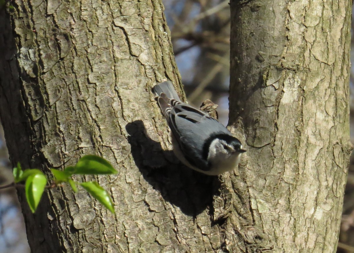 White-breasted Nuthatch - ML616283453