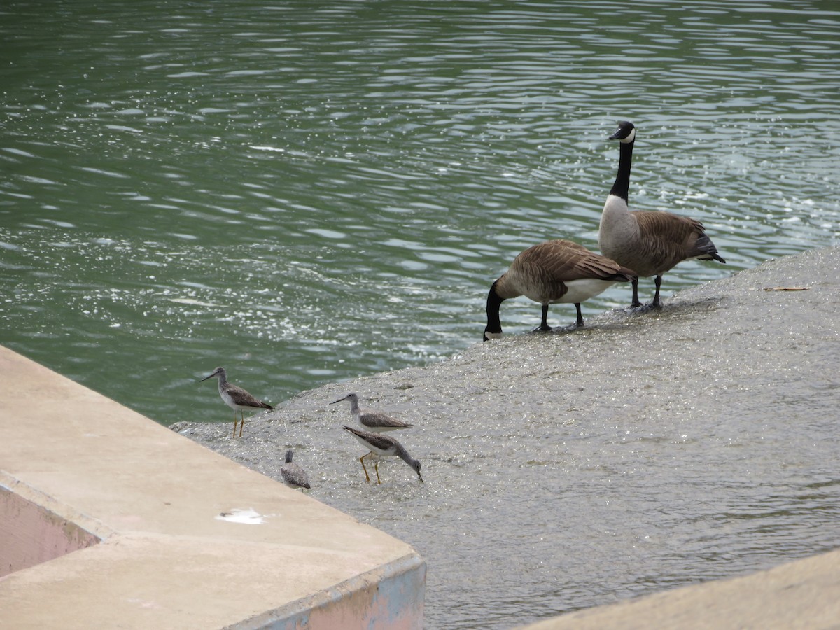 Canada Goose - ML616283454