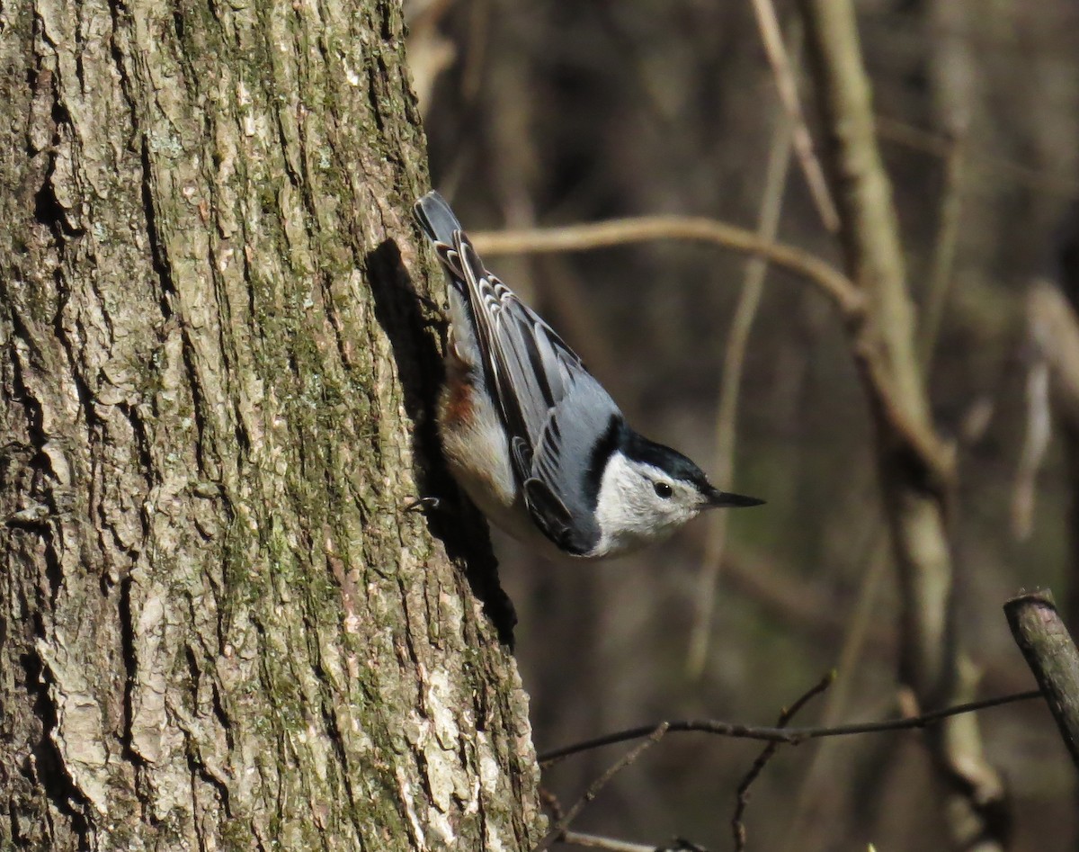 White-breasted Nuthatch - ML616283460