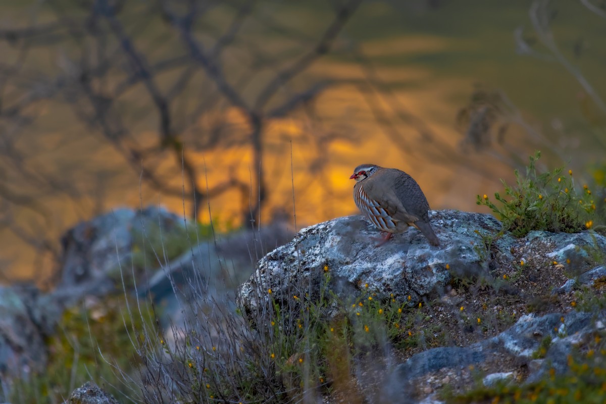 Red-legged Partridge - ML616283470