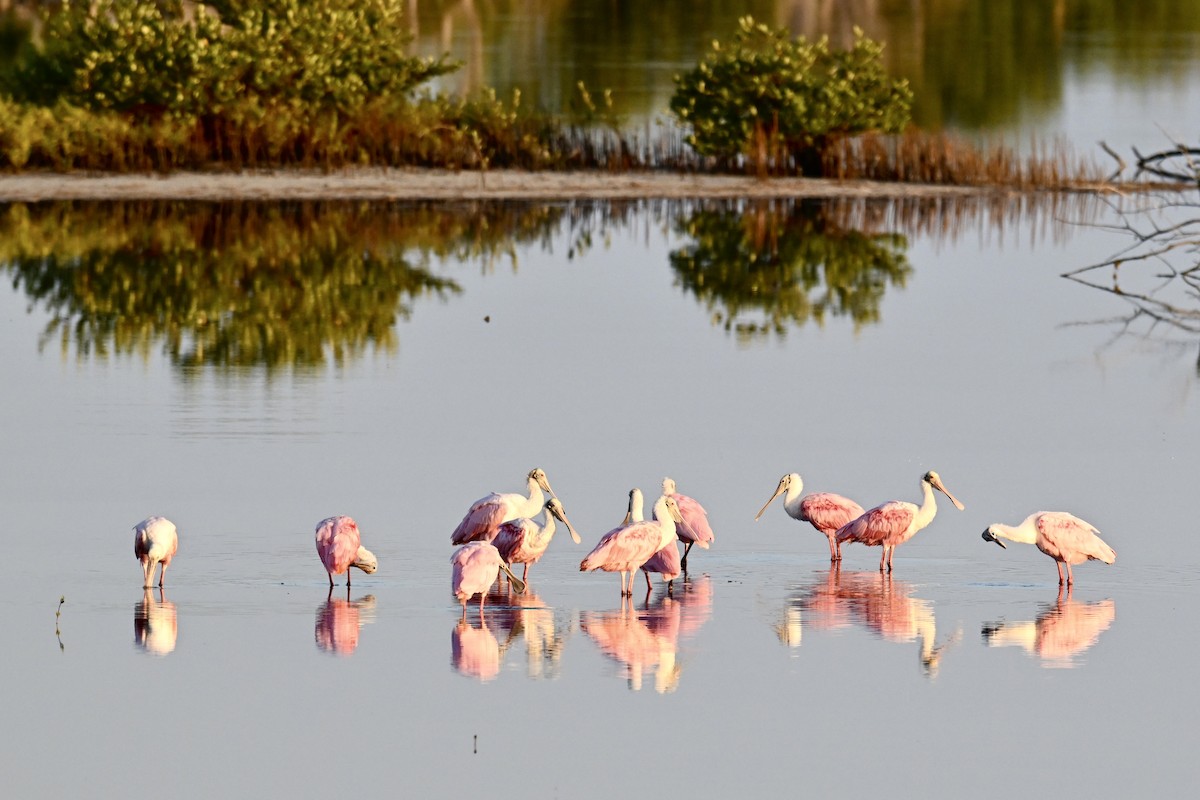 Roseate Spoonbill - ML616283480