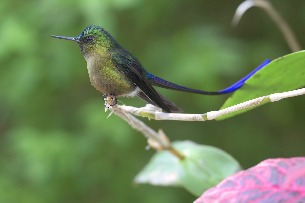 Violet-tailed Sylph - ML616283546