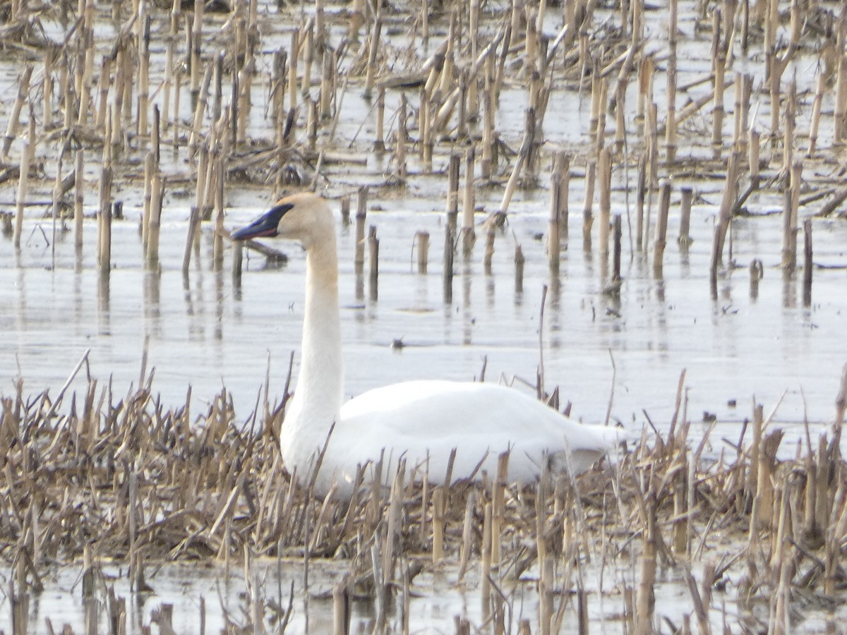 Trumpeter/Tundra Swan - ML616283548