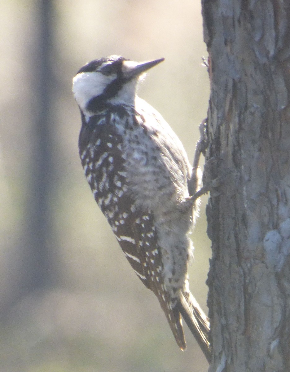 Red-cockaded Woodpecker - ML616283617