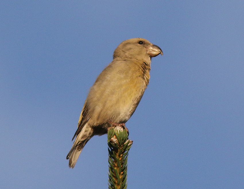 Parrot Crossbill - ML616283618