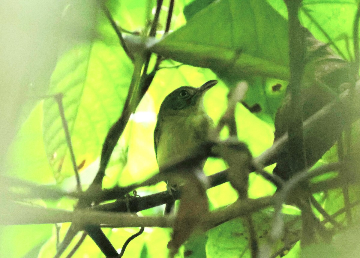 Mosquerito Piquicurvo Sureño - ML616283653