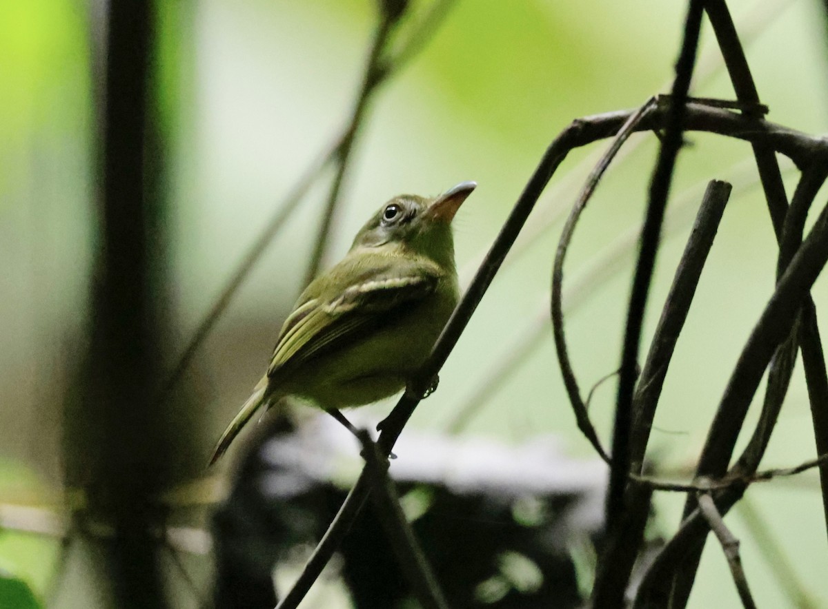 Southern Bentbill - Ken Oeser