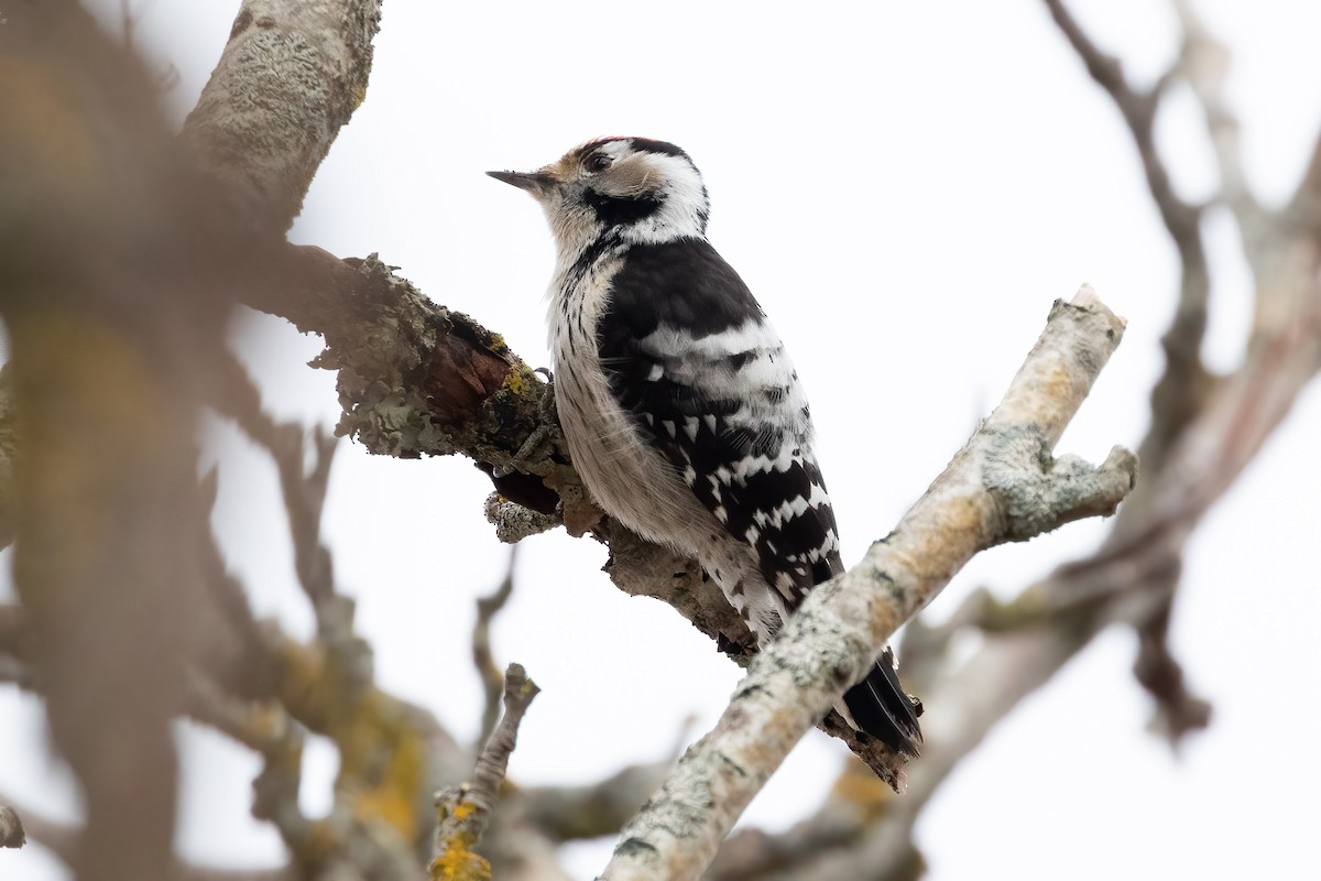 Lesser Spotted Woodpecker - ML616283723