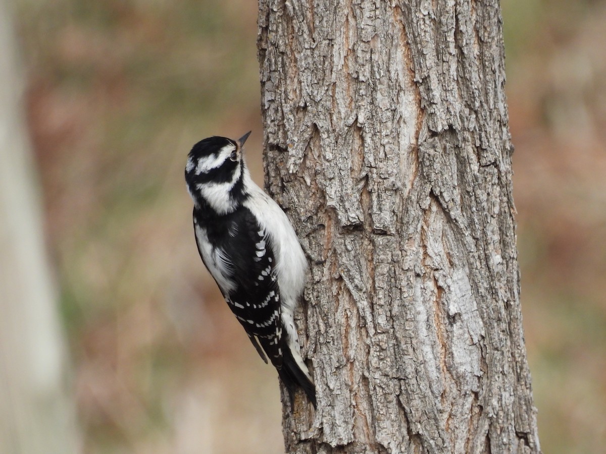 Downy Woodpecker - ML616283756