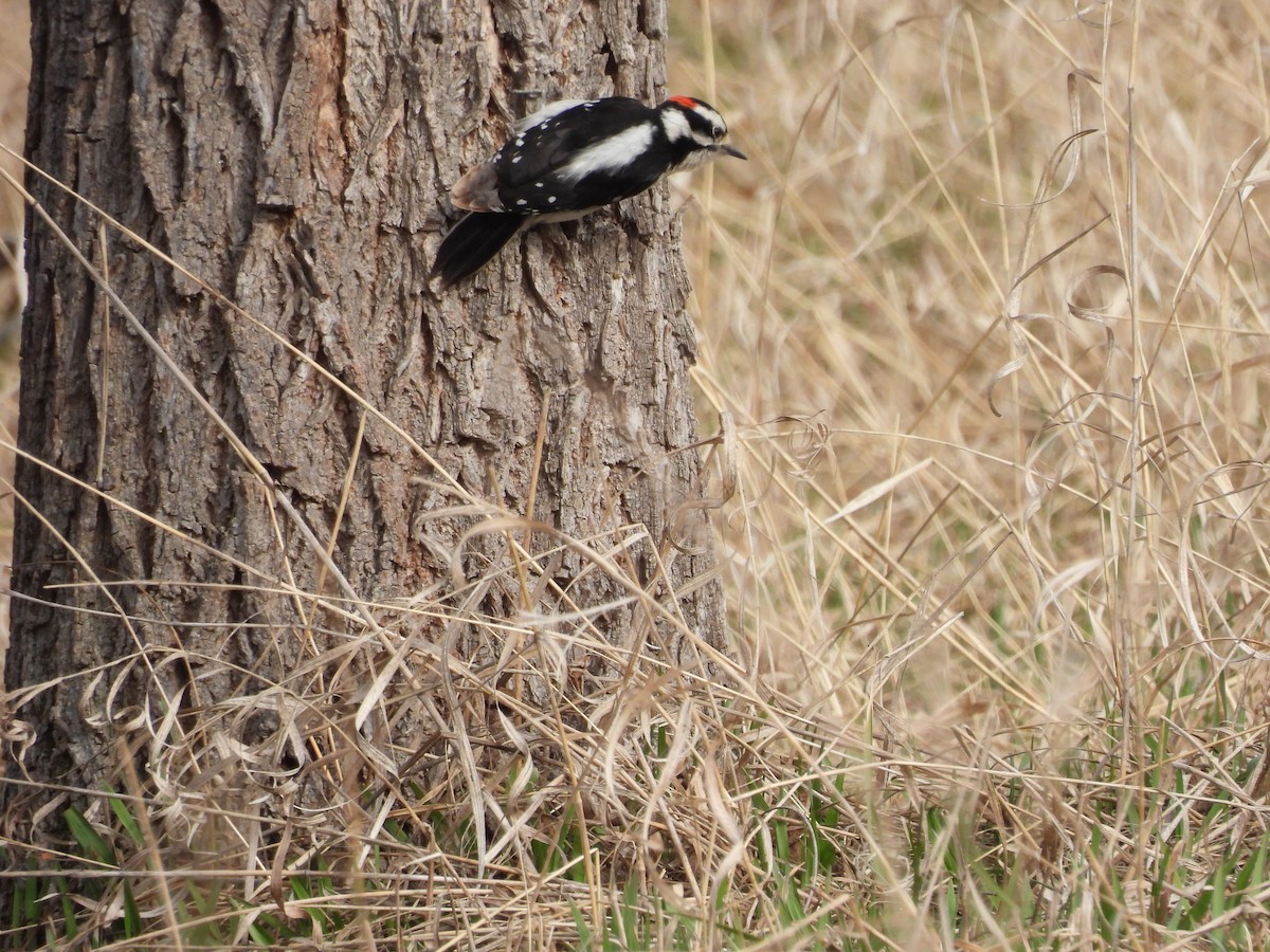 Downy Woodpecker - ML616283757