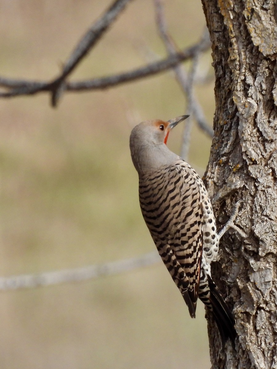 Northern Flicker - ML616283791