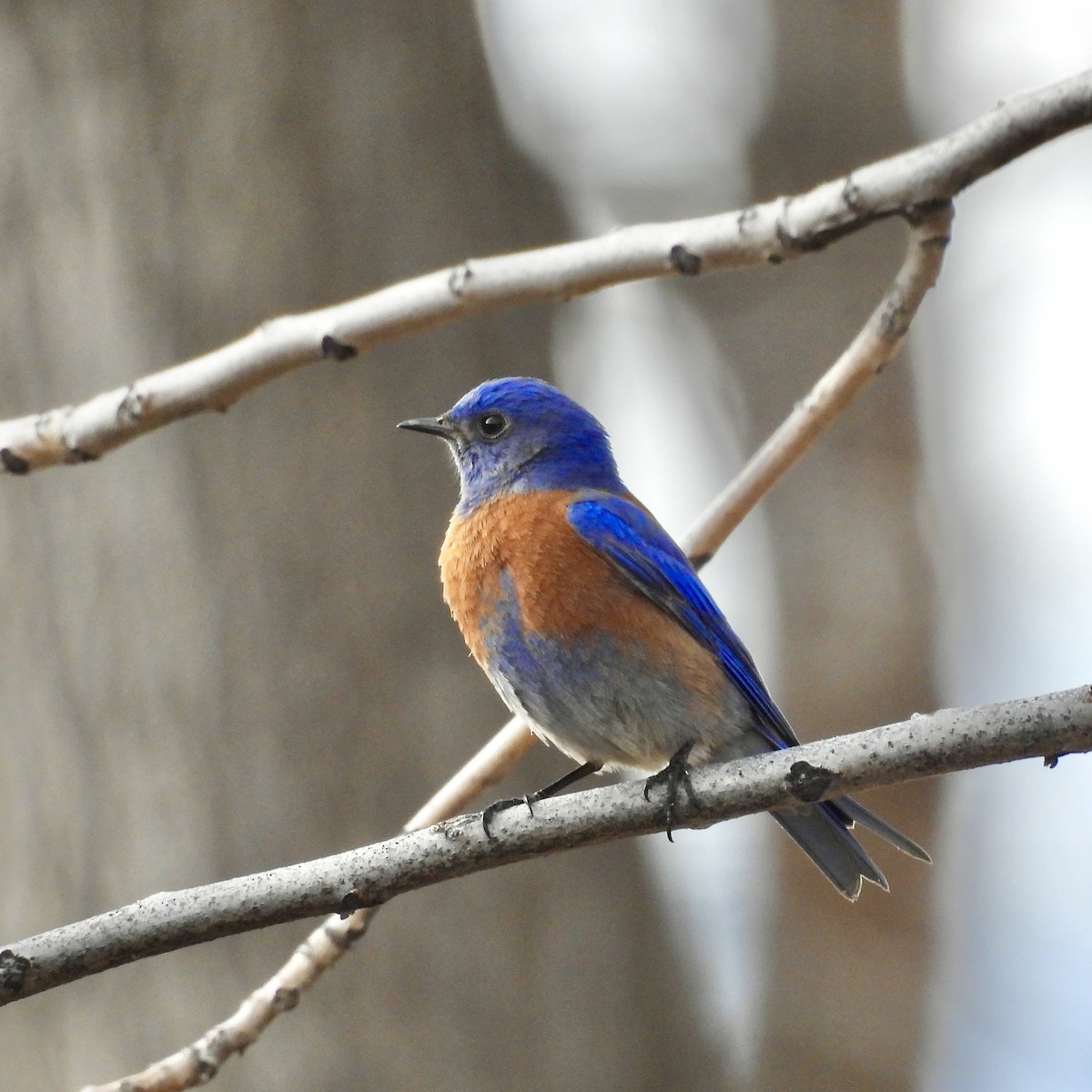 Western Bluebird - ML616283826