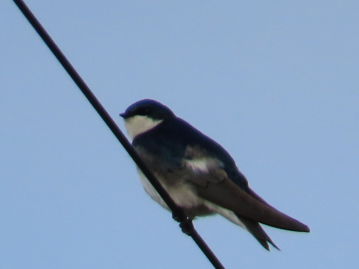 Tree Swallow - ML616283970