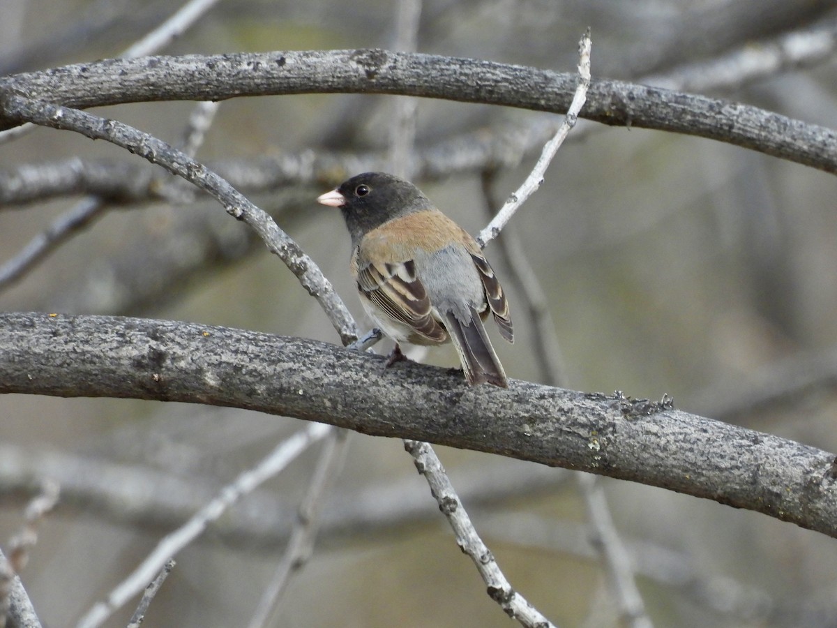 Dark-eyed Junco - ML616283986