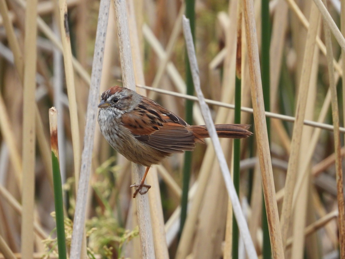 Swamp Sparrow - ML616284020