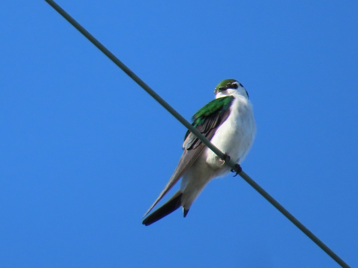 Violet-green Swallow - ML616284064