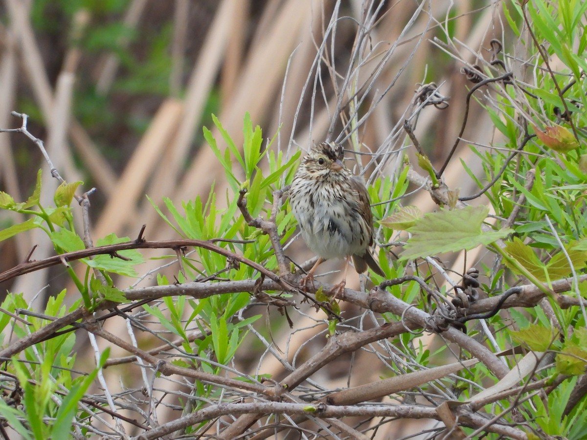 Savannah Sparrow - ML616284147