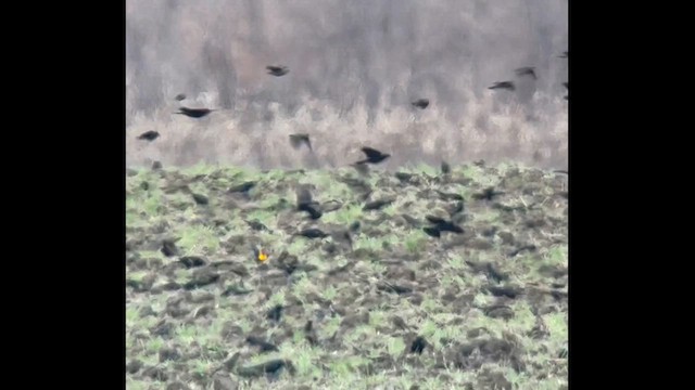 Yellow-headed Blackbird - ML616284228