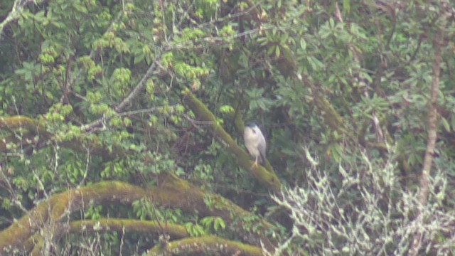 Black-crowned Night Heron - ML616284232