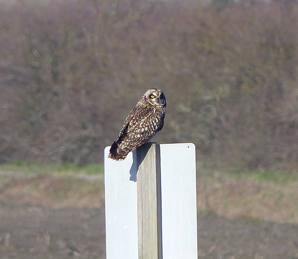 Short-eared Owl - ML616284247