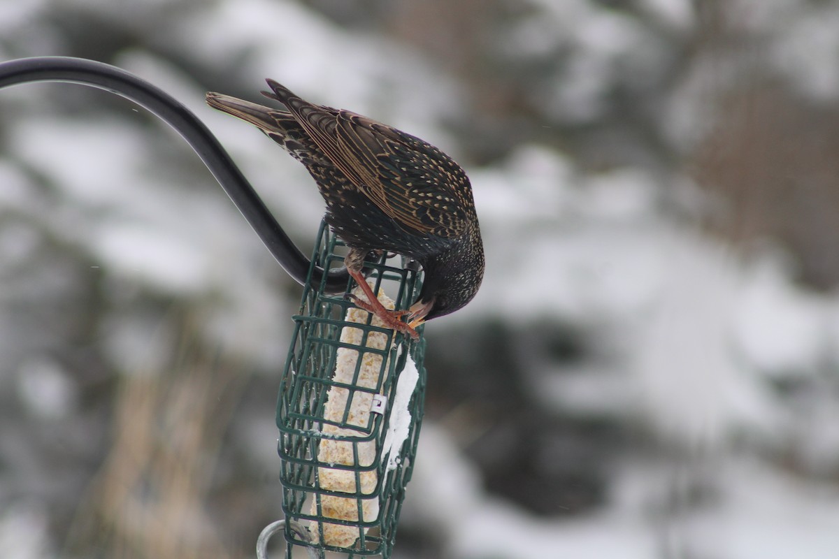 European Starling - ML616284253