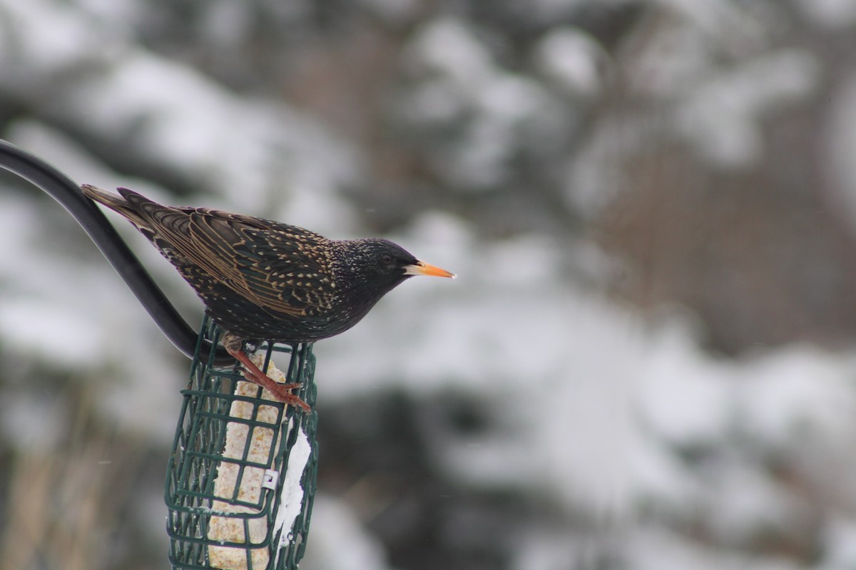 European Starling - ML616284254