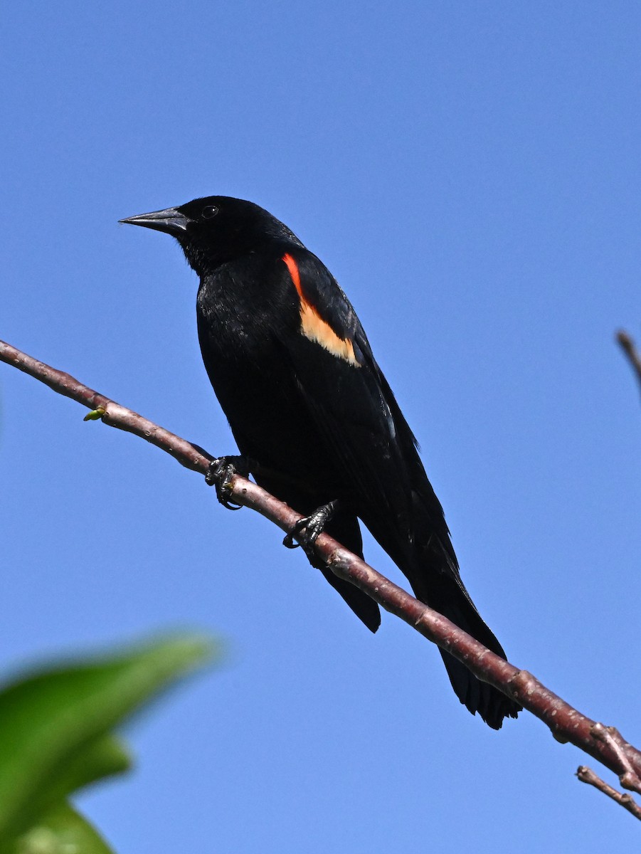 Red-winged Blackbird - ML616284348