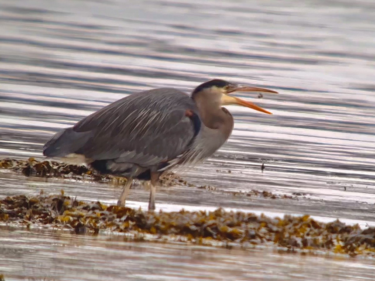 Great Blue Heron - Detlef Buettner