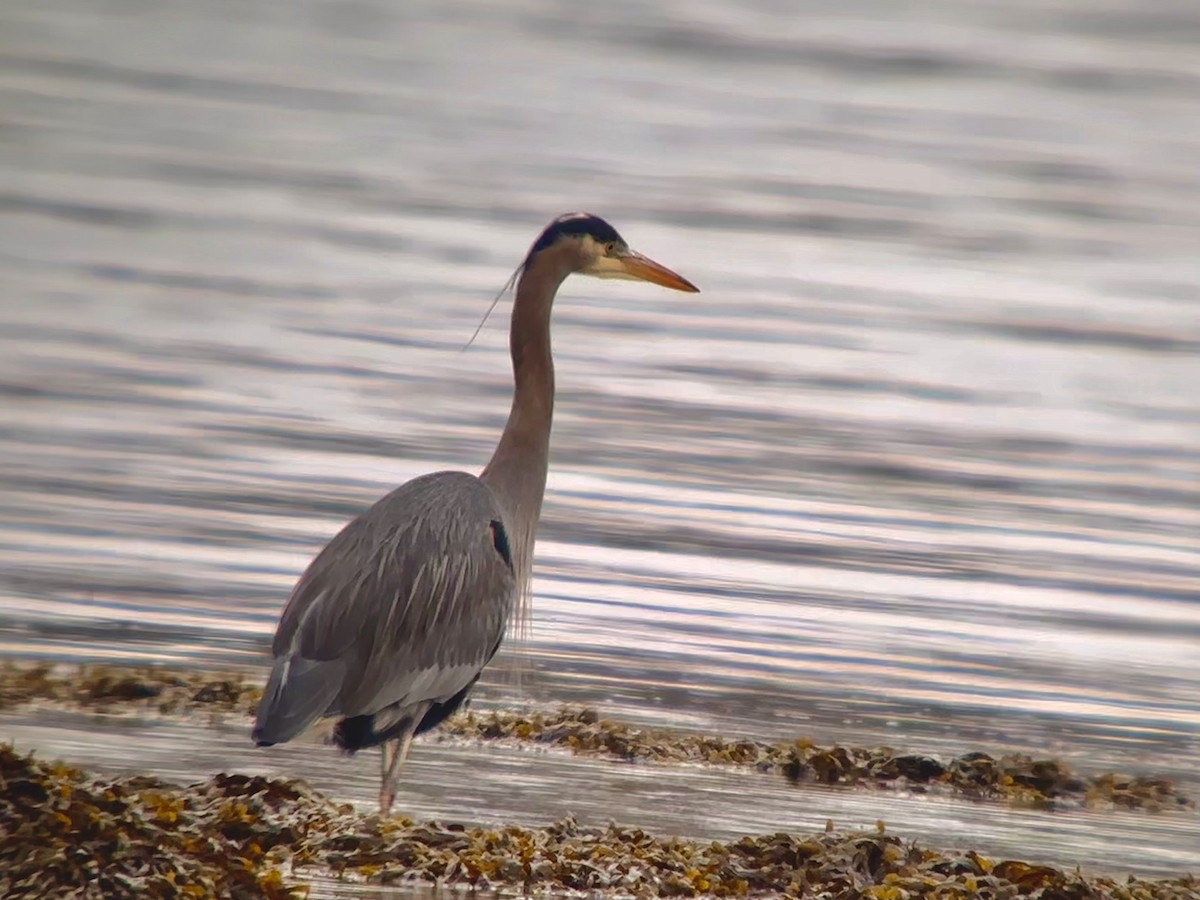 Great Blue Heron - Detlef Buettner