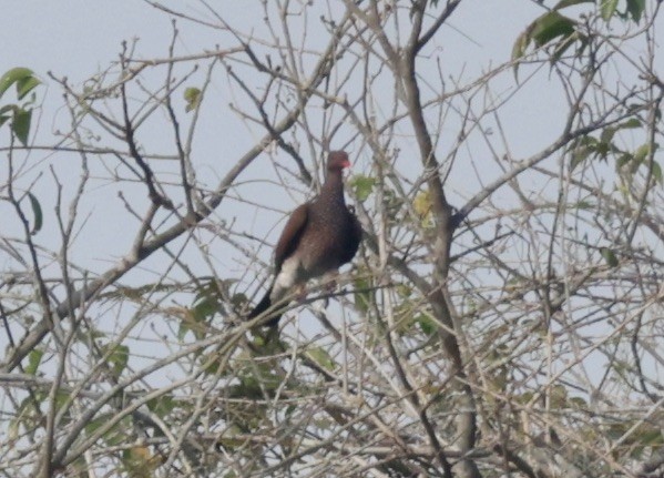 Scaled Pigeon - ML616284533