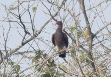 Scaled Pigeon - Ken Oeser