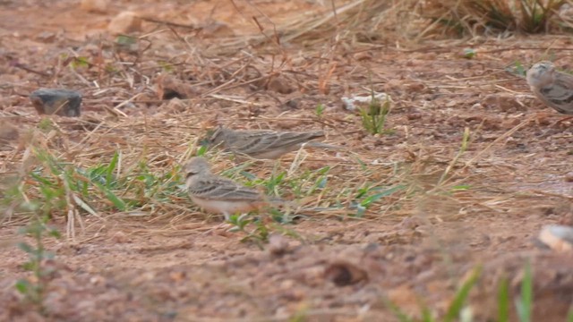 Mongolian Short-toed Lark - ML616284558