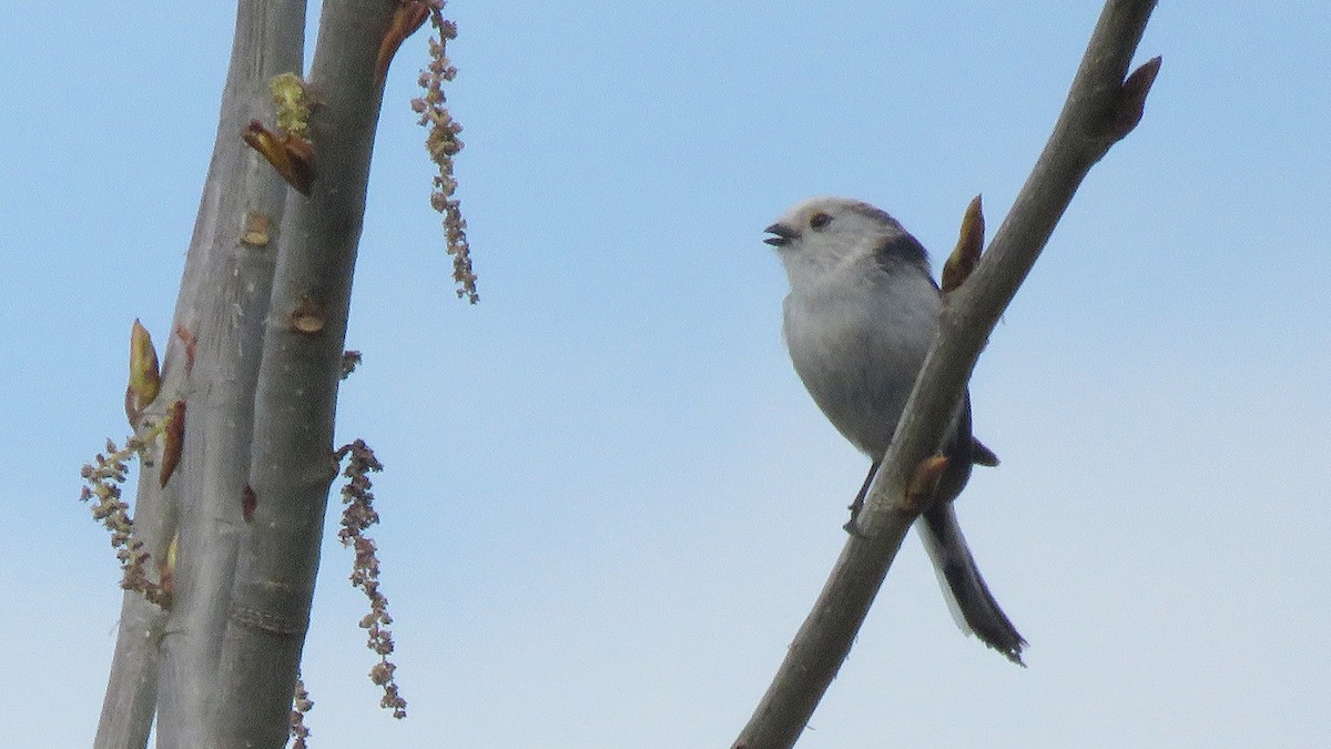 Long-tailed Tit - ML616284620