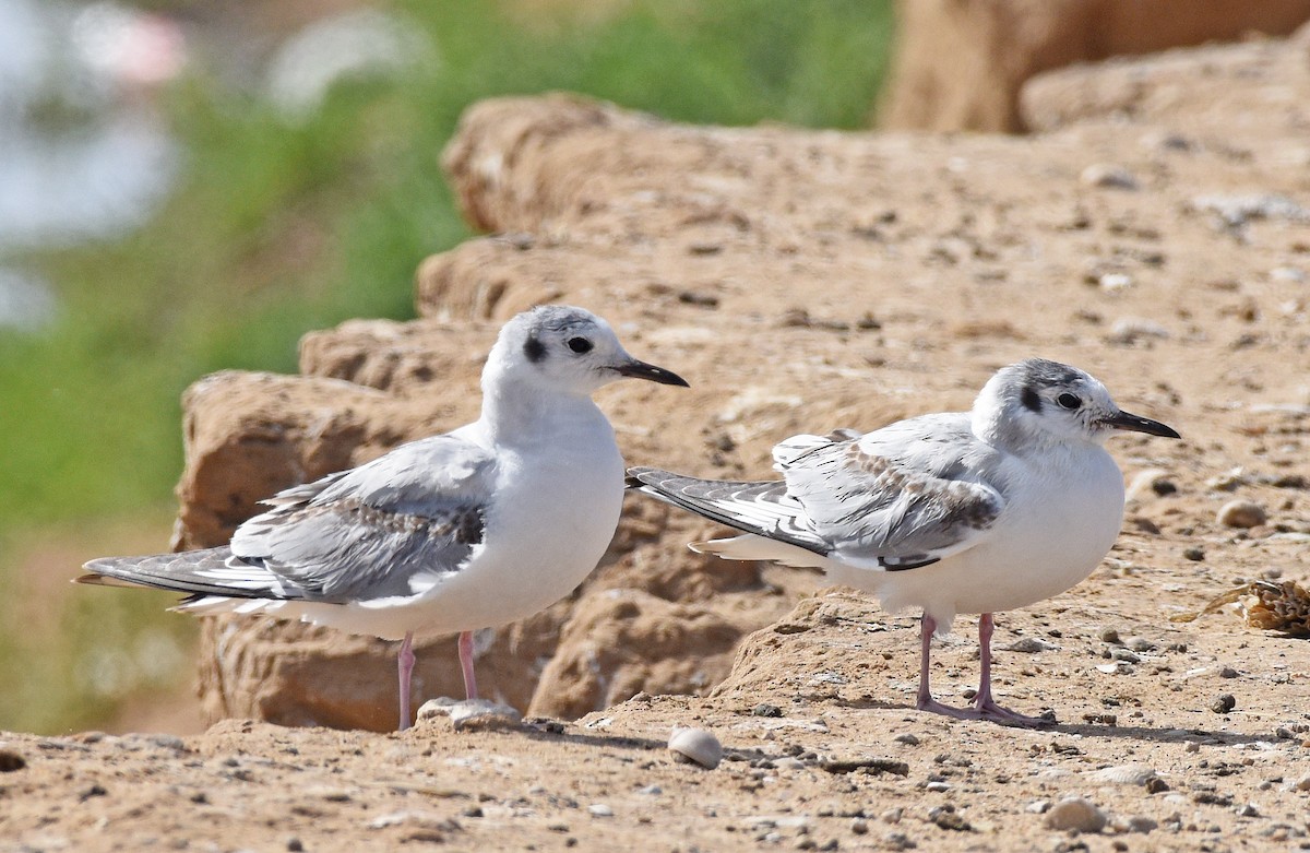 Bonaparte's Gull - Steven Mlodinow