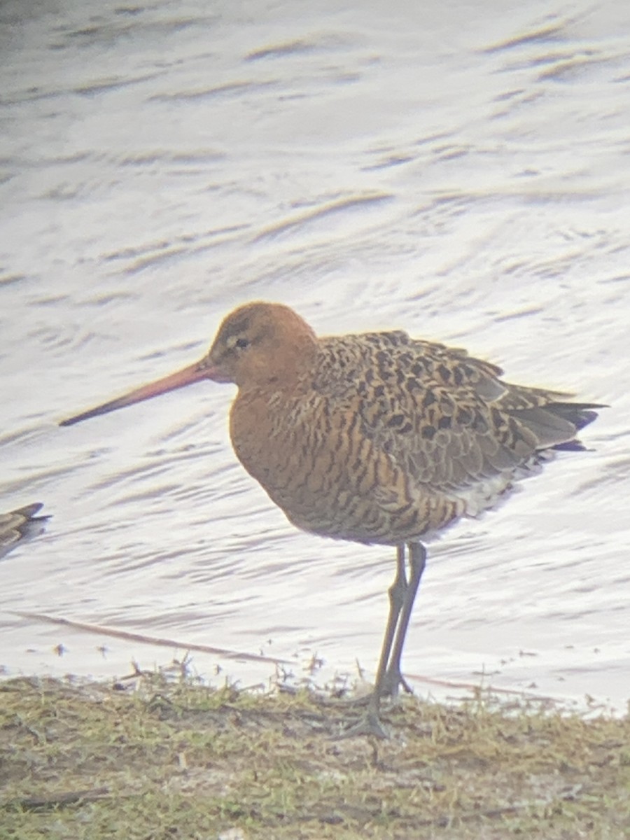 Black-tailed Godwit - ML616284675