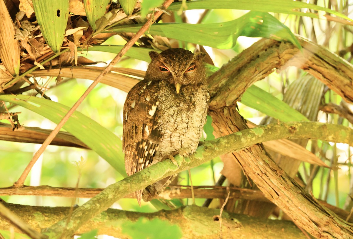 Choco Screech-Owl - ML616284683